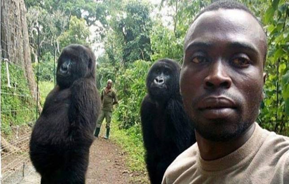gorilla selfie