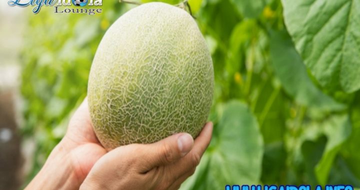 Melon Termahal, Sebutir Dijual Rp300 Ribu